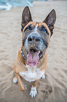 Retrato el perro sobre el Playa 