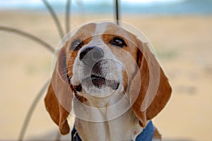 Portrait of a dog. Beautiful Beagle boy