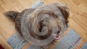 portrait of dog begging for food