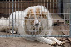 Portrait of a dog behind bars