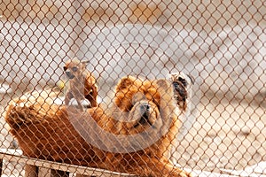 Portrait of a dog behind a net in an aviary