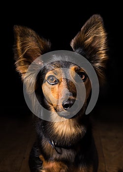 Portrait of a dog on a black background