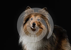 Portrait of a dog on a black background. Pet on the dark. Sheltie in a photo studio