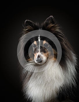 Portrait of a dog on a black background. Pet on the dark. Sheltie in a photo studio