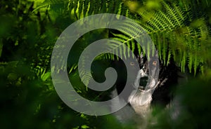 Dog beneath the Ferns photo