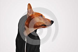 Portrait of a dog in black zippered hoodie