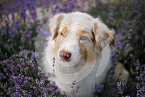 Portrait of a dog in blossoming lavender