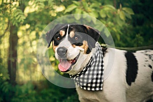 Portrait of a dog in bondana