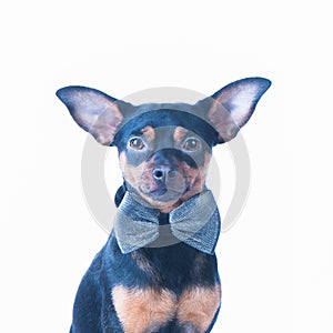 Portrait of a dog in a bow tie isolated. Beautiful perfect dog, puppy.