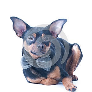 Portrait of a dog in a bow tie isolated. Beautiful perfect dog, puppy.