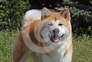 Portrait of dog of breed of Akita-inu