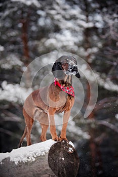 Portrait of a dog breed Bavarian hound