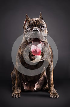 Portrait of a dog breed Cane Corso