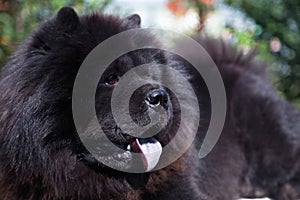 Portrait of a dog breed Chow Chow with a blue tongue