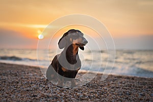 Portrait dog breed dachshund, black and tan, against the setting sun on the sandy beach on ocean in summer. sunset. dawn