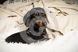 Portrait of dog breed of dachshund, black and tan, lying in bed