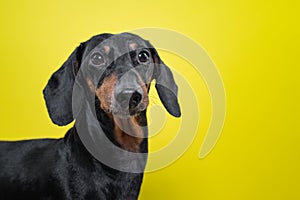 Portrait of a dog breed of dachshund, black and tan,  on a yellow background. Background for your text and design. concept of cani