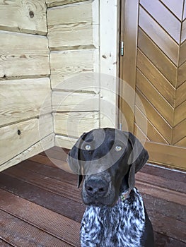 Portrait of dog  breed German Shorthaired Pointer