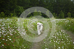 Portrait of dog breed Golden retriever running on the way in front of the field