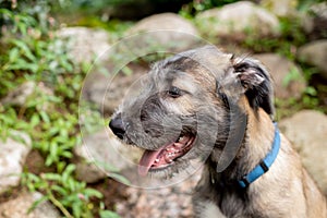 Portrait of a dog breed Irish Wolfhound in a summer nature park.puppy Irish wolfhound smiling and lying on meadow, lawn