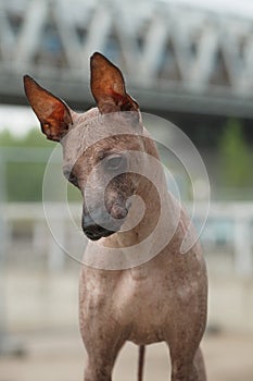 Portrait of a dog breed Peruvian Hairless Dog Inca Peruvian Orchid, Inca Hairless Dog, Virigo, Calato, Mexican Hairless Dog photo