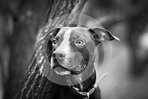 Portrait of a dog of breed pit bull terrier