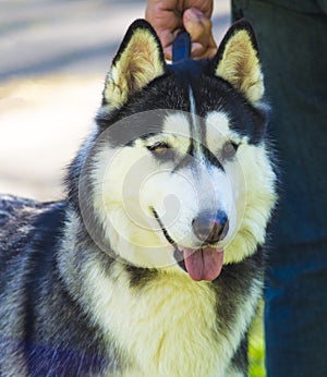 Portrait of a dog breed Siberian  Husky