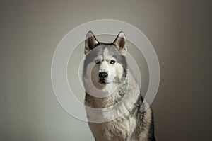 Portrait of a dog breed Siberian Husky on a light background. the dog has blue eyes and gray and white color.