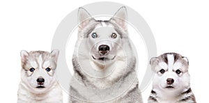 Portrait of a dog breed Siberian Husky with puppies