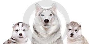 Portrait of a dog breed Siberian Husky with puppies