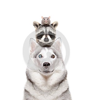 Portrait of a dog breed Siberian Husky with a raccoon and a rat