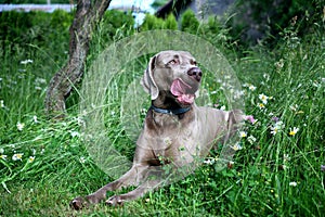 The portrait dog breed Weimaraner
