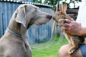 The portrait dog breed Weimaraner with rabbit