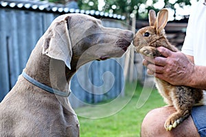 The portrait dog breed Weimaraner with rabbit