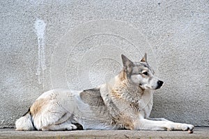 Portrait of a dog breed West Siberian Laika sitting outdoors in a yard