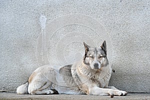 Portrait of a dog breed West Siberian Laika sitting outdoors in a yard
