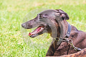 Portrait of dog breeds greyhound in profile on the background green herb_