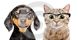 Portrait of dog and cat with eyes diseases