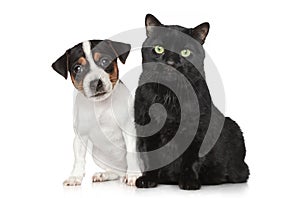 Portrait of a Dog and cat on white background