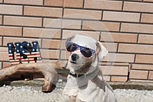 a portrait of a dog celebrating 4 July Independence day