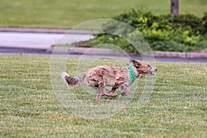 Portrait of a dog chasing a ball