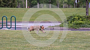 Portrait of a dog chasing a ball in a park, Hillsboro, Oregon
