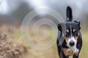 Portrait of a dog, cute appenzeller sennenhund, looking at the camera, space for text