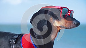 Portrait dog Dachshund breed, black and tan, in a red blue suit of a lifeguard and red sunglasses, a sandy beach against the sea