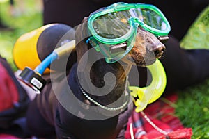 Portrait dog of the Dachshund breed, black and tan, in the suit of a scuba diver and in a mask in the park at a parade dachshund i