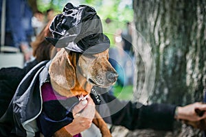Portrait dog of the Dachshund breed in costume as a wizard in the park at a parade dachshund in St. Petersburg