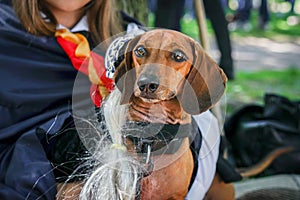 Portrait dog of the Dachshund breed in costume as a wizard in the park at a parade dachshund in St. Petersburg