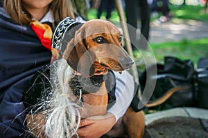 Portrait dog of the Dachshund breed in costume as a wizard in the park at a parade dachshund in St. Petersburg