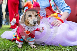 Portrait dog of the Dachshund breed in costume colorful clown and buffoon in the park at a parade festival dachshund in St.