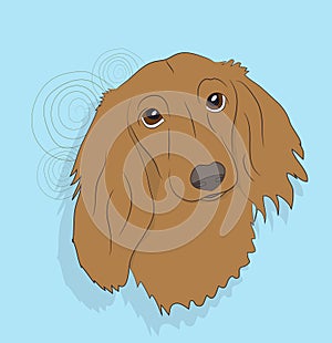 Portrait of a dog dachshund, look down
